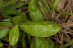 Oblongleaf snakeherb